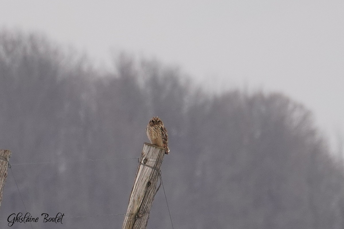 Short-eared Owl - ML614125729