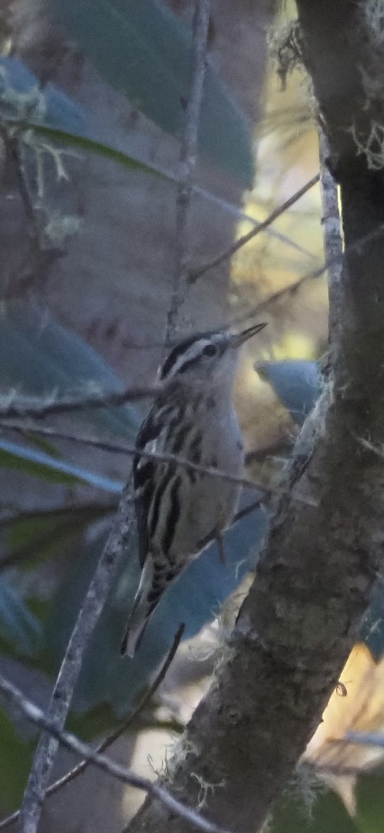 Black-and-white Warbler - ML614125937