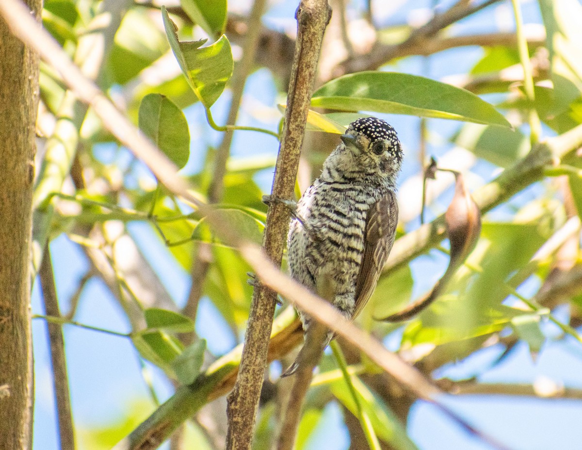 White-barred Piculet - ML614125952
