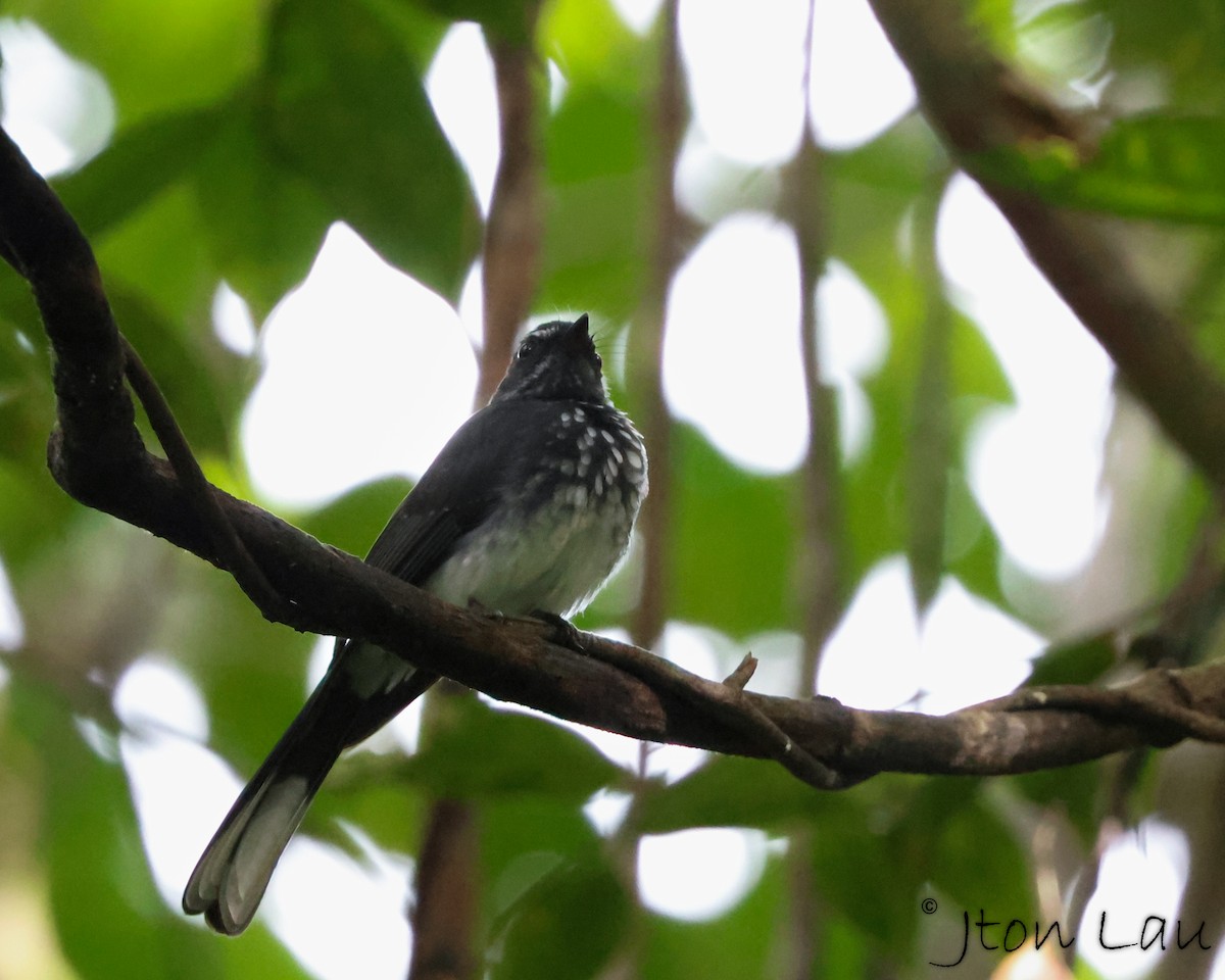 Spotted Fantail - ML614126474
