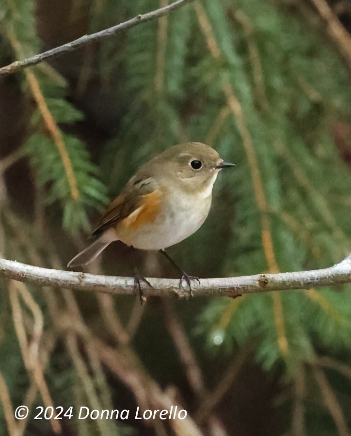Red-flanked Bluetail - ML614126728