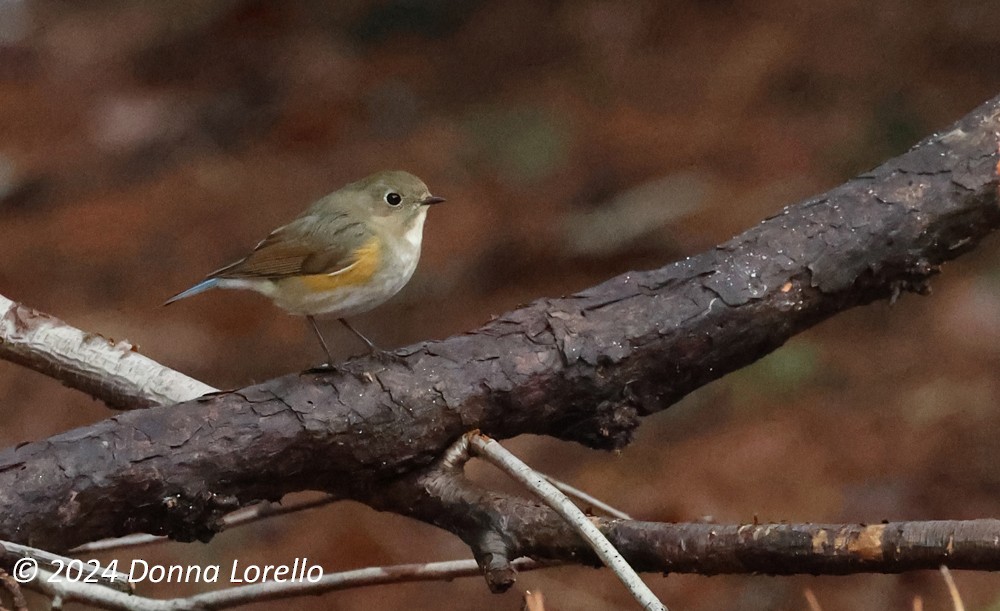 Red-flanked Bluetail - ML614126729