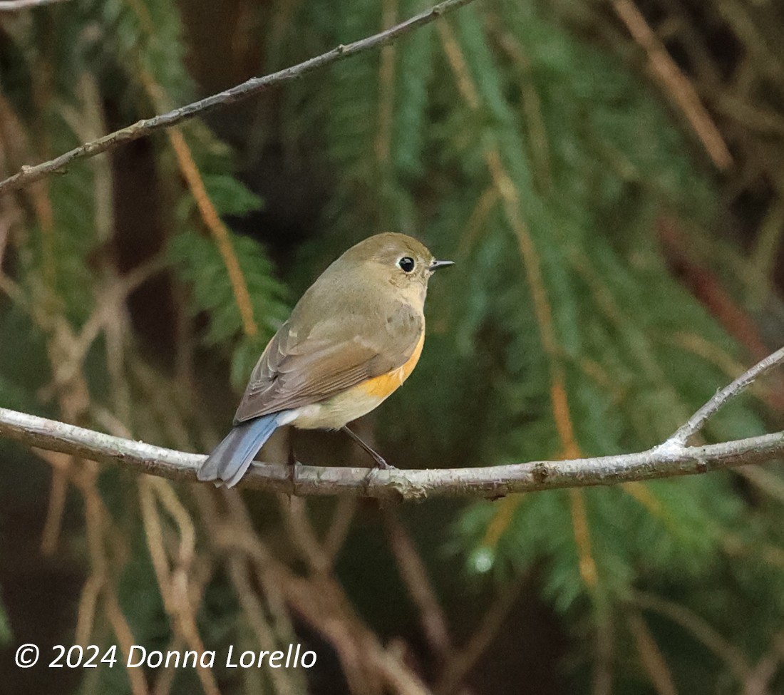 Red-flanked Bluetail - ML614126730