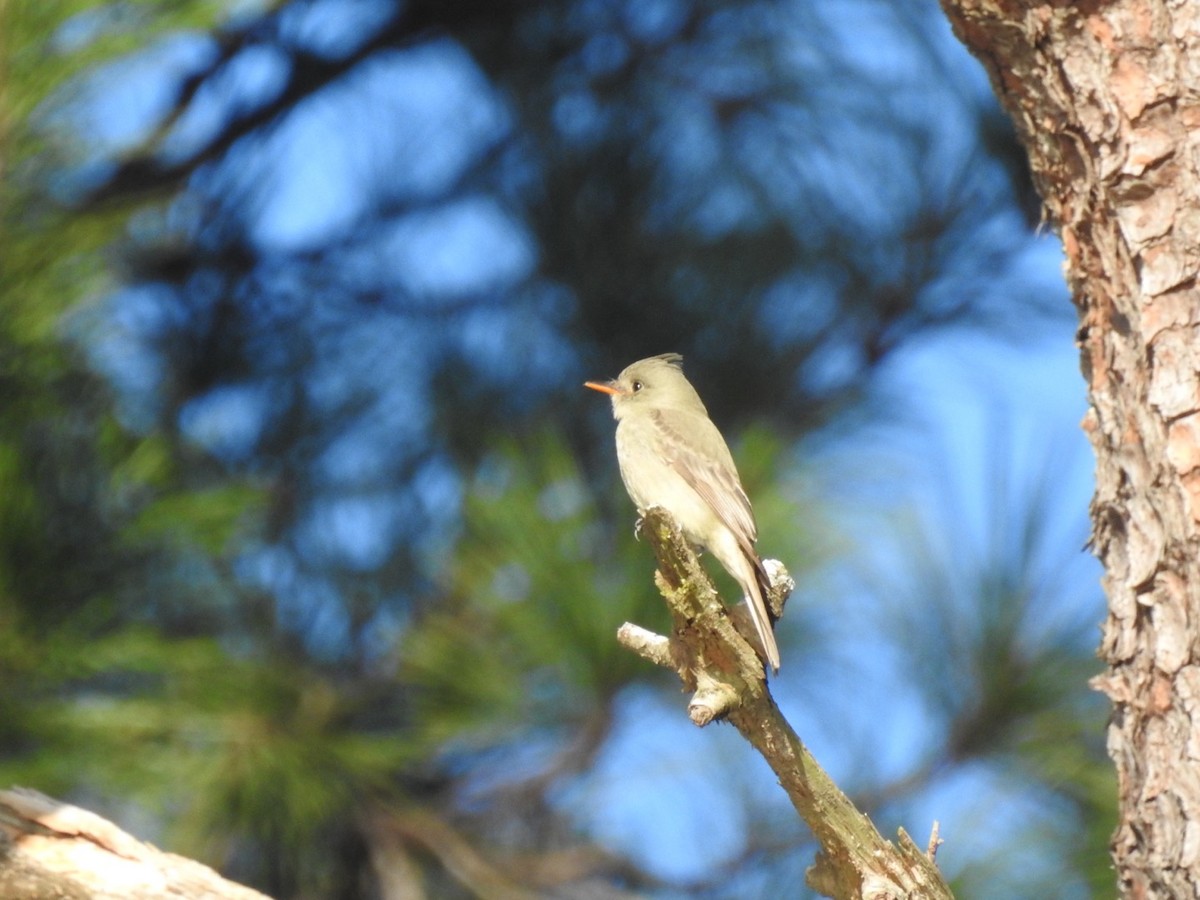 Greater Pewee - ML614126795