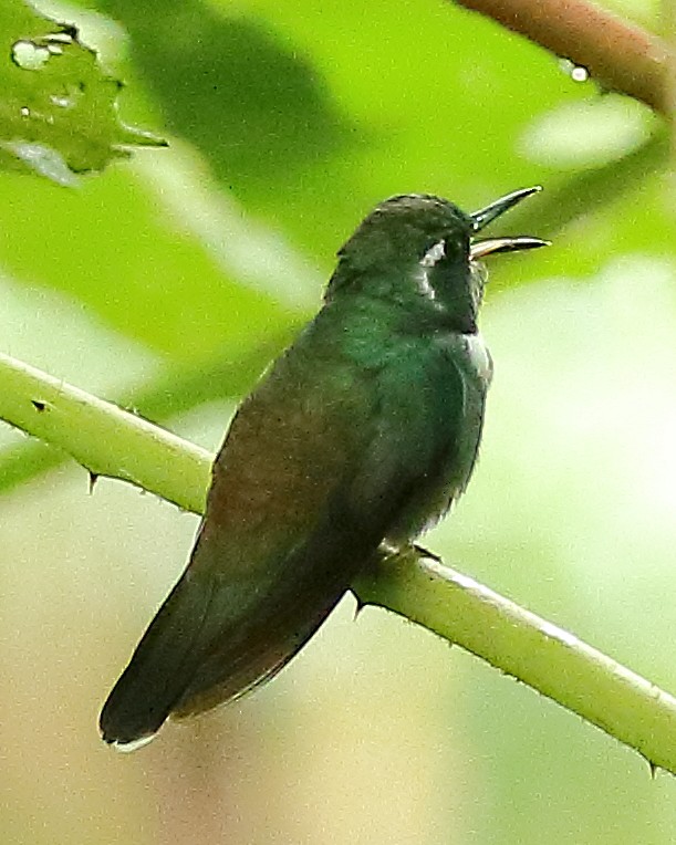 kolibřík klínozobý - ML614127023