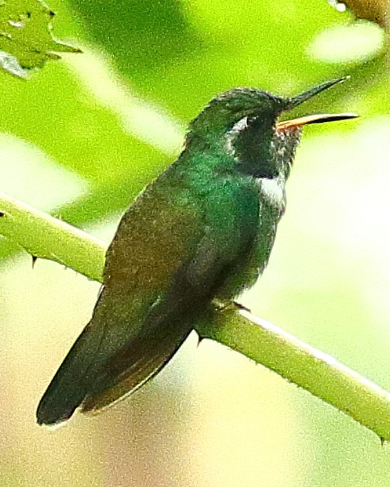 kolibřík klínozobý - ML614127024
