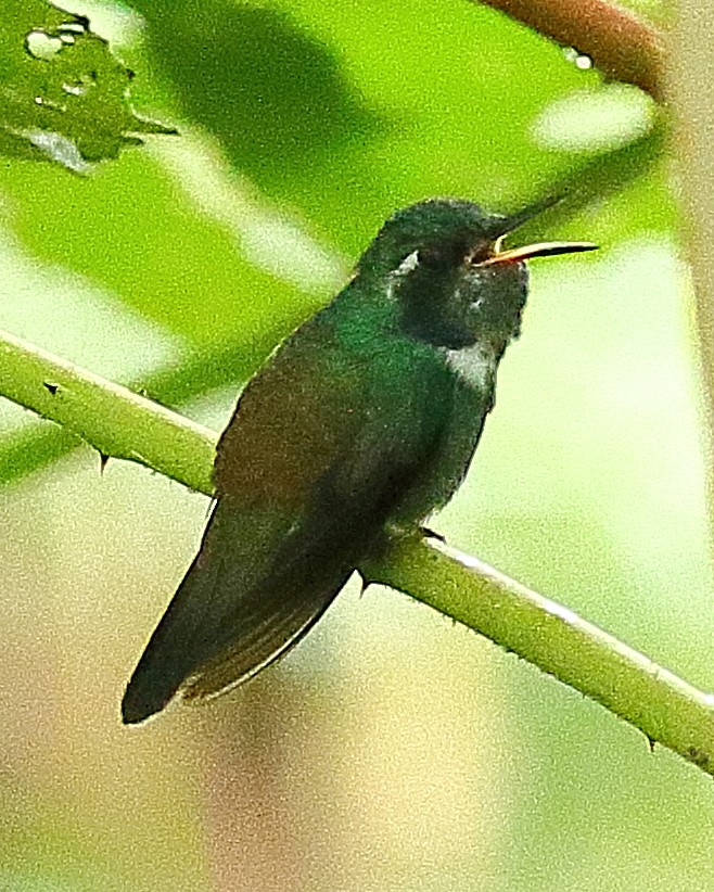 kolibřík klínozobý - ML614127025