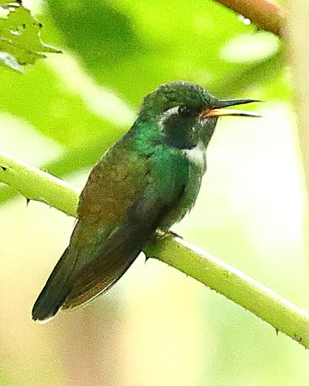 kolibřík klínozobý - ML614127026