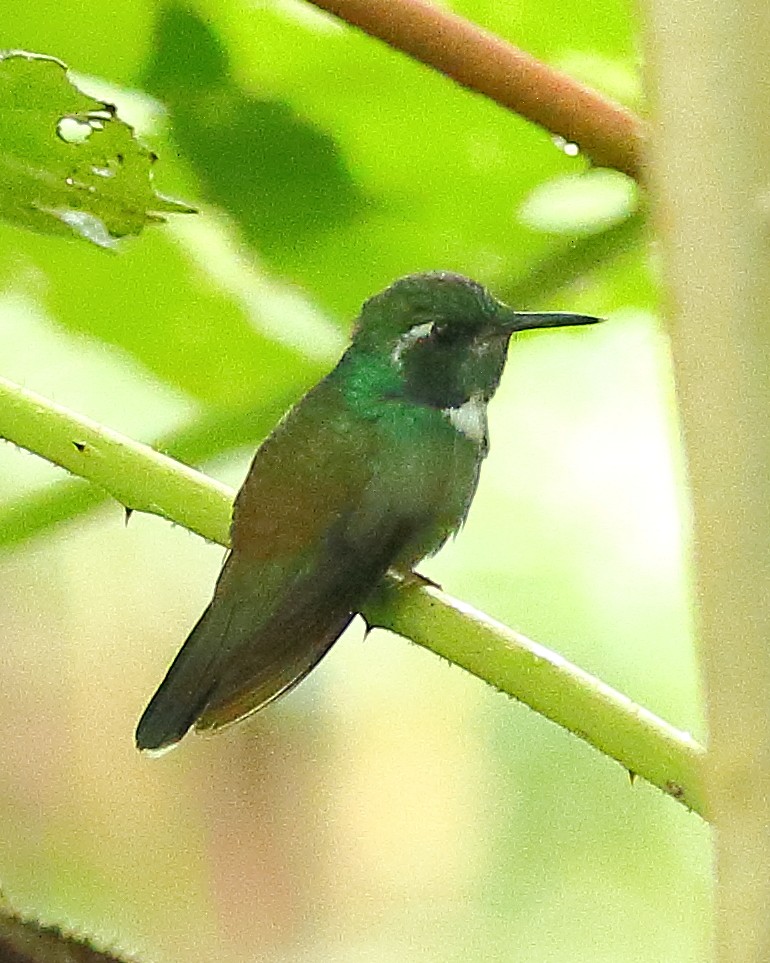 kolibřík klínozobý - ML614127027