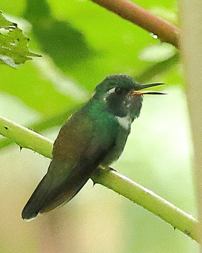kolibřík klínozobý - ML614127028