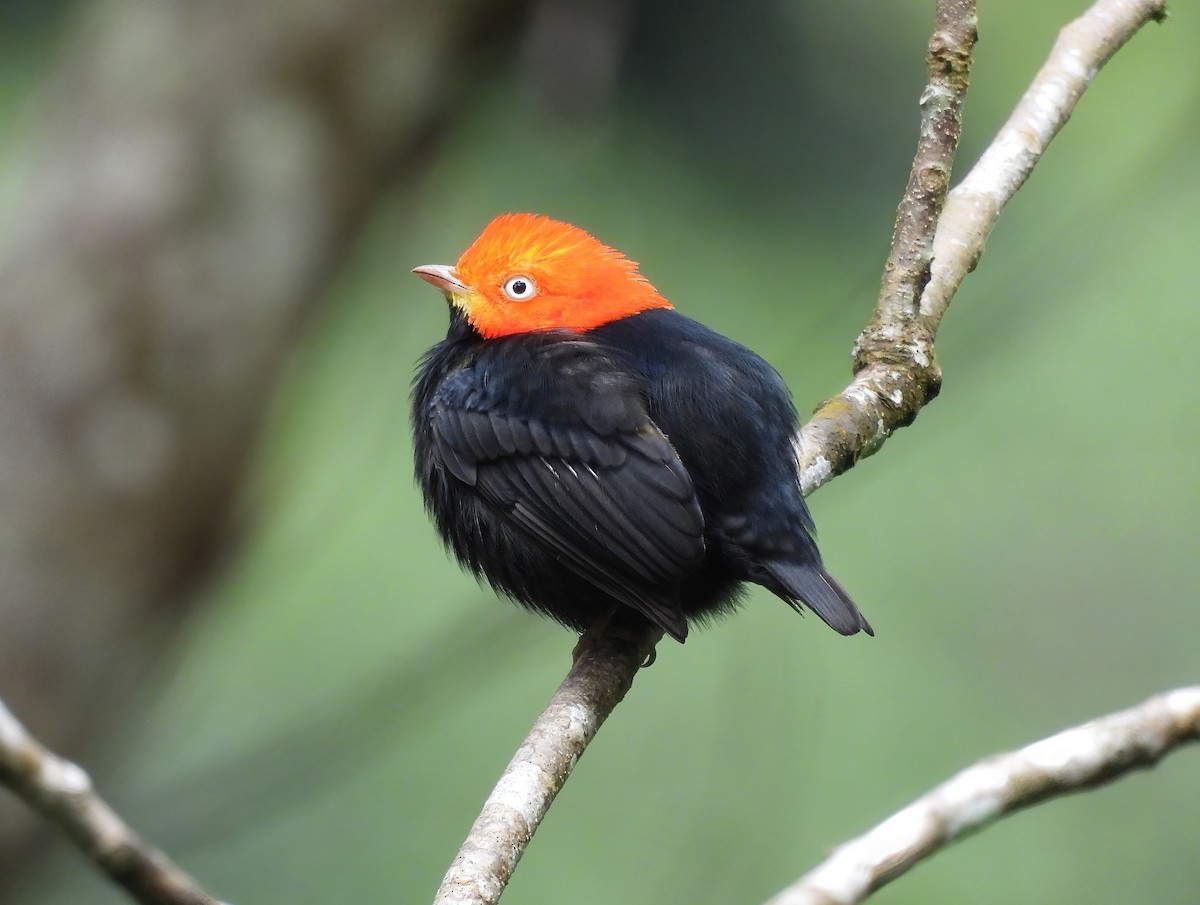 Red-capped Manakin - ML614127034