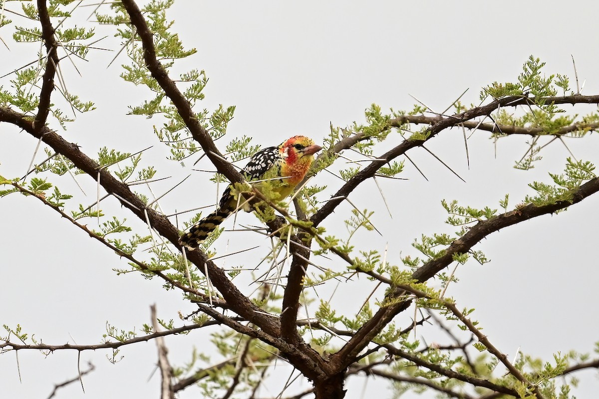 Red-and-yellow Barbet - ML614127282