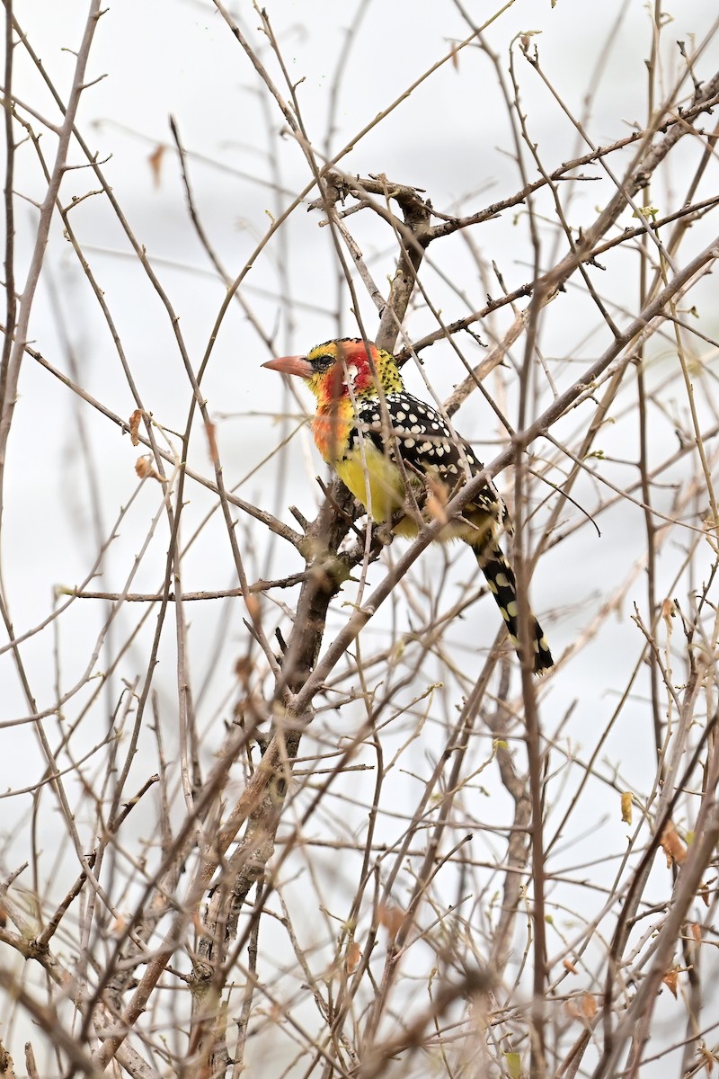 Red-and-yellow Barbet - ML614127285