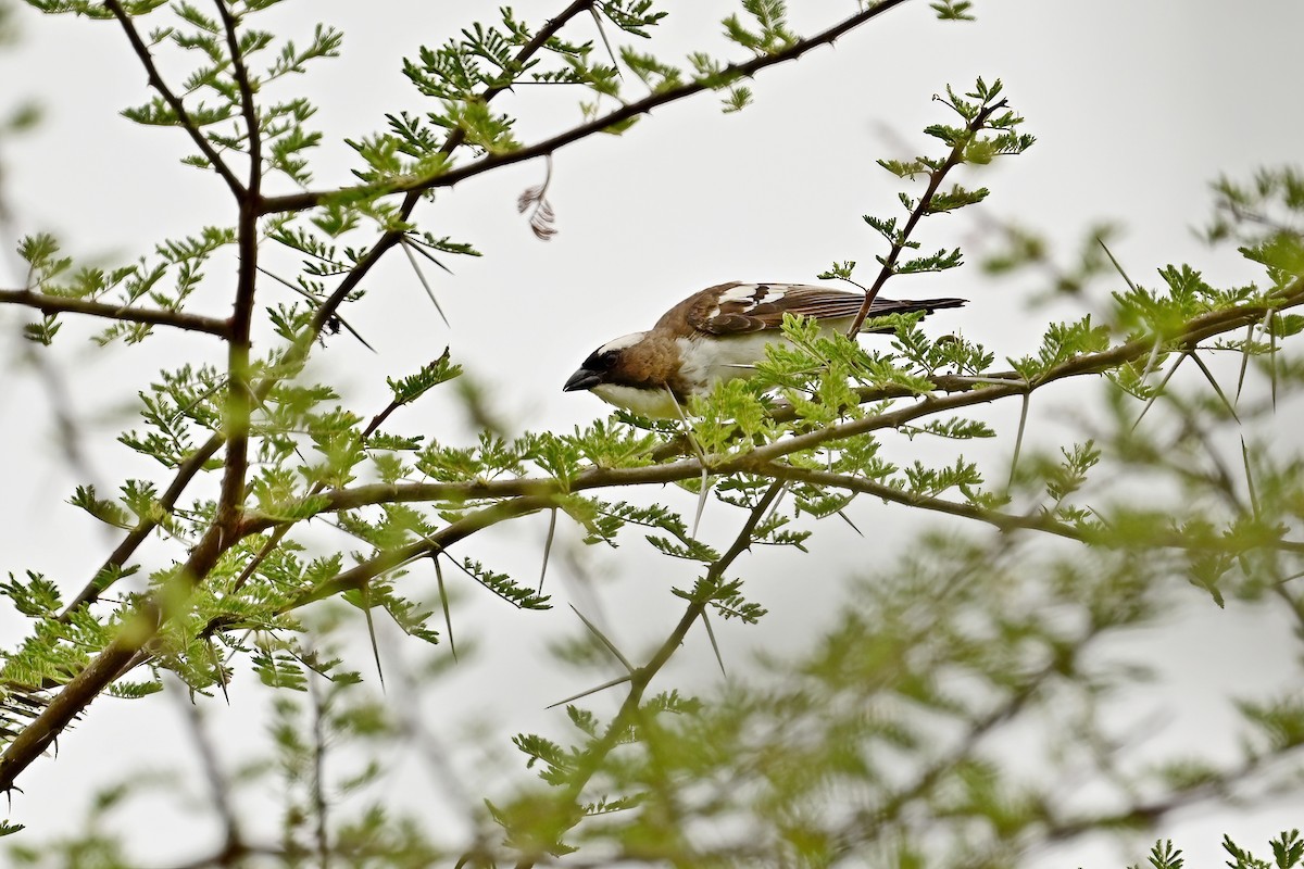 White-browed Sparrow-Weaver - Eileen Gibney