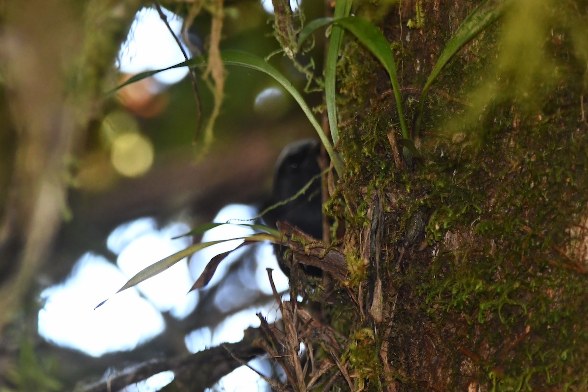 Silvery-fronted Tapaculo - ML614127522