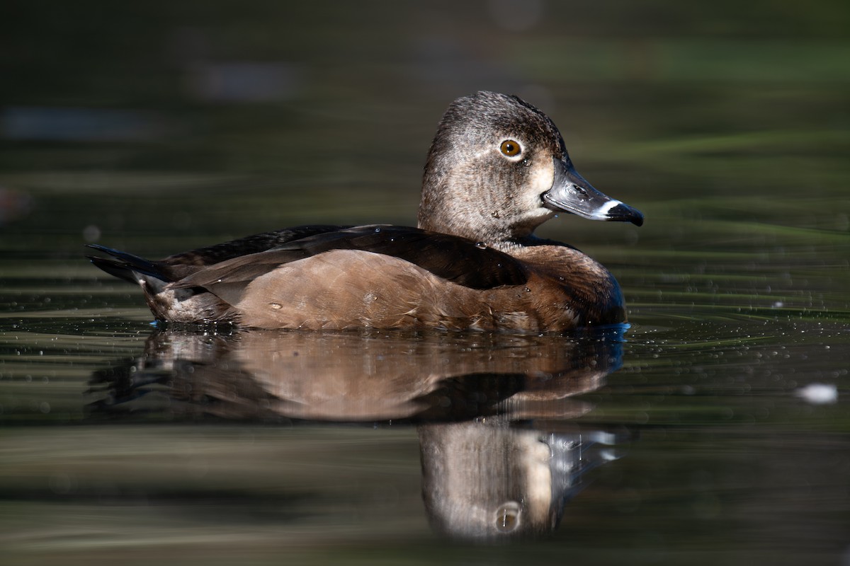 Ring-necked Duck - ML614127630