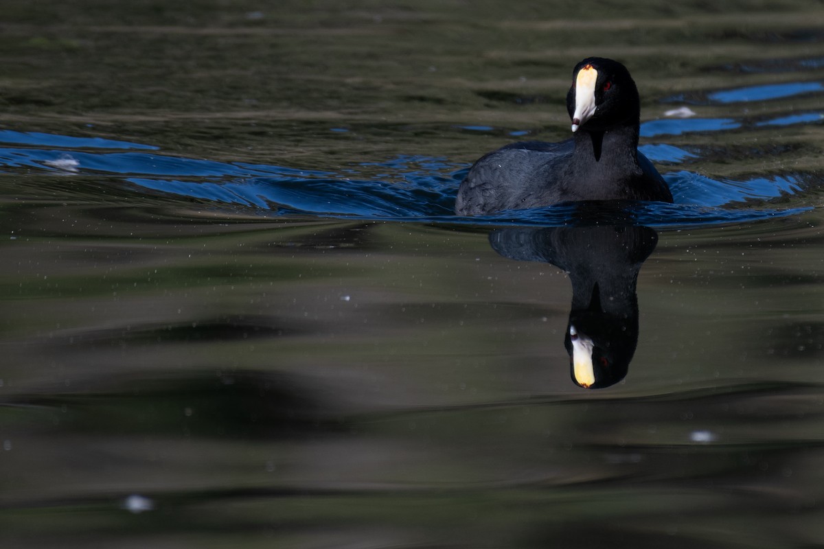 American Coot (White-shielded) - ML614127641