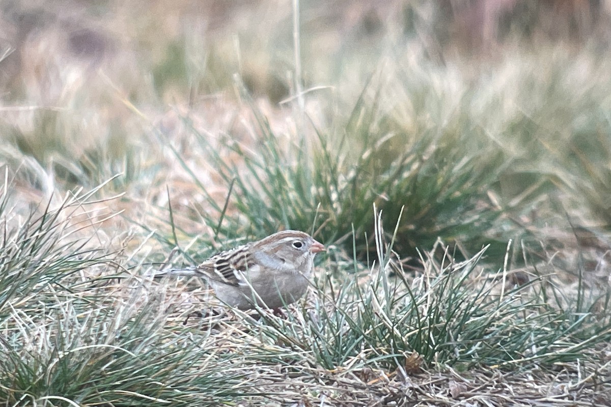 eBird Checklist 28 Jan 2024 Cape Cod National SeashoreSalt Pond