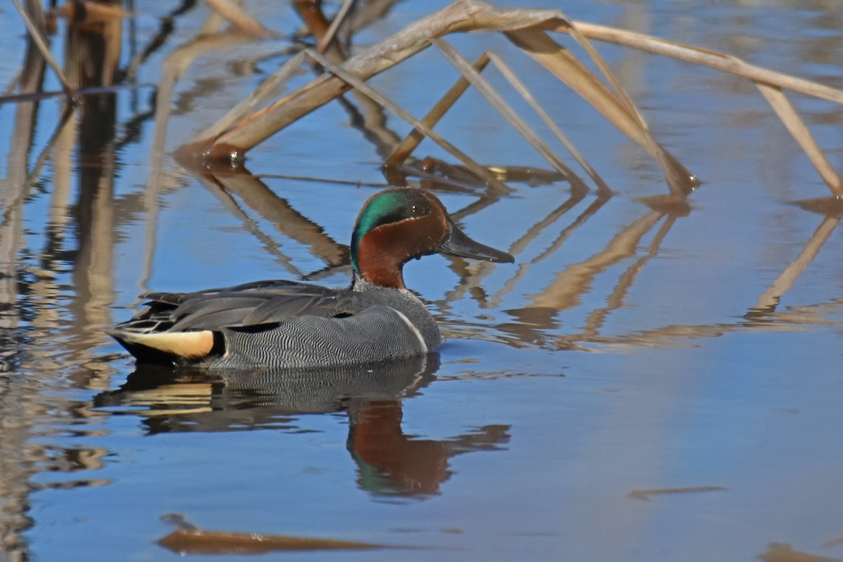 Green-winged Teal - ML614127988