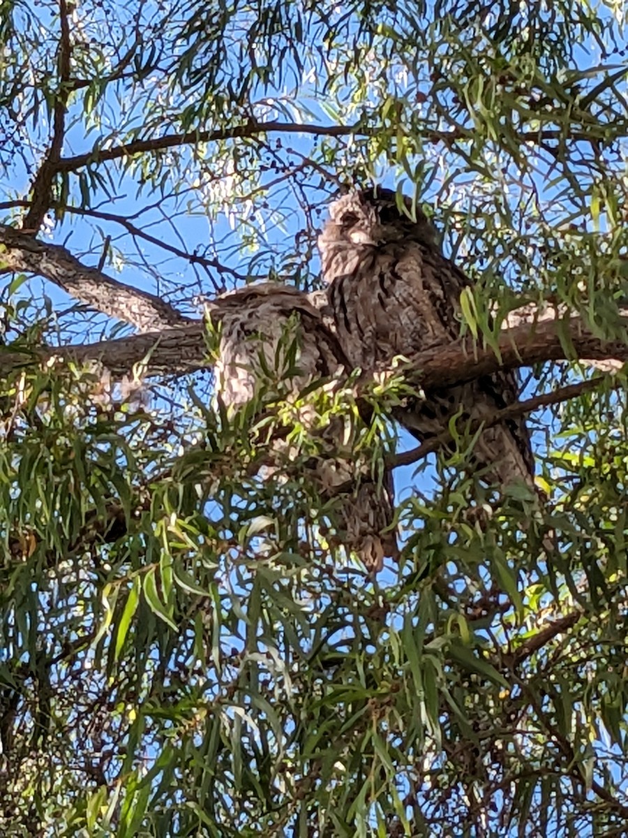 EBird Checklist 29 Jan 2024 Booth Cres Cook 5 Species