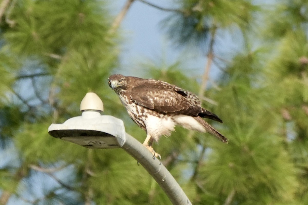 Red-tailed Hawk - ML614128289