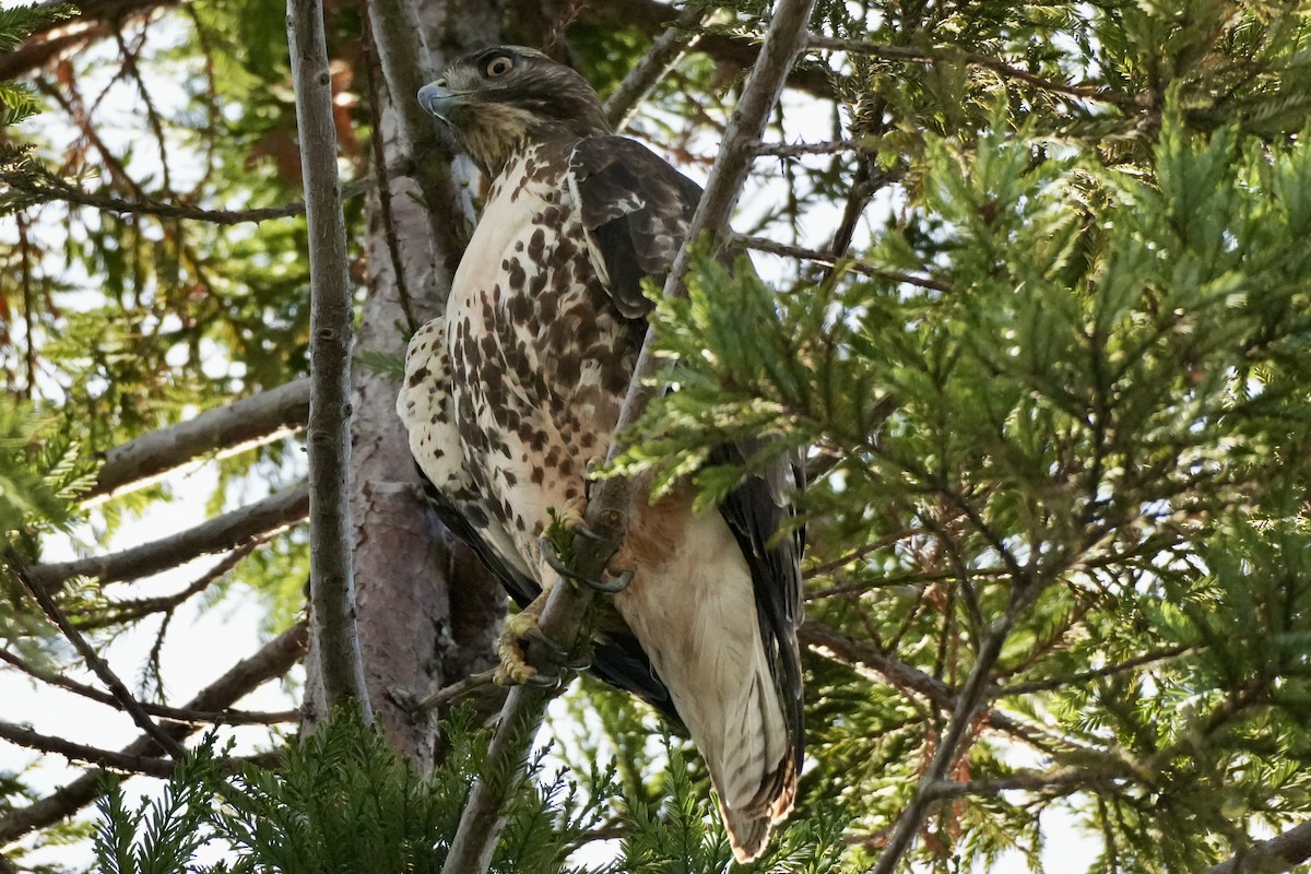 Red-tailed Hawk - ML614128297