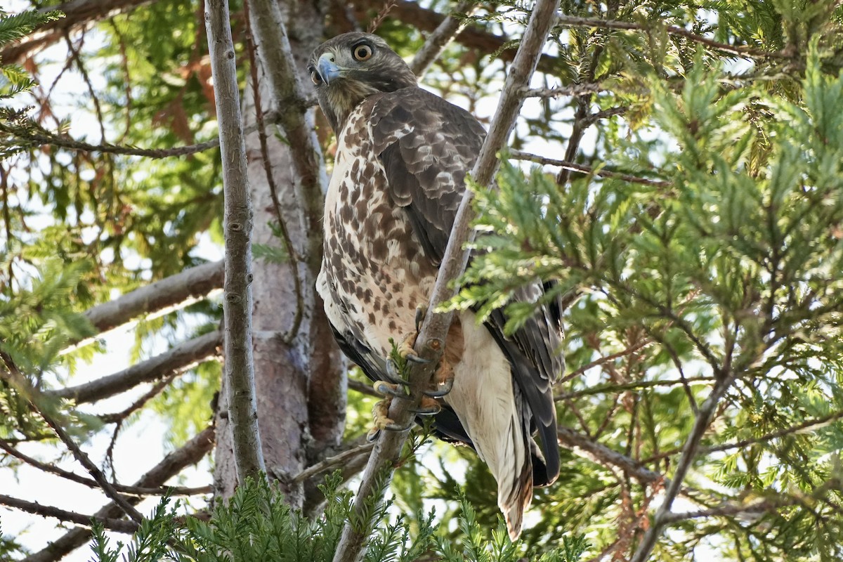 Red-tailed Hawk - ML614128301