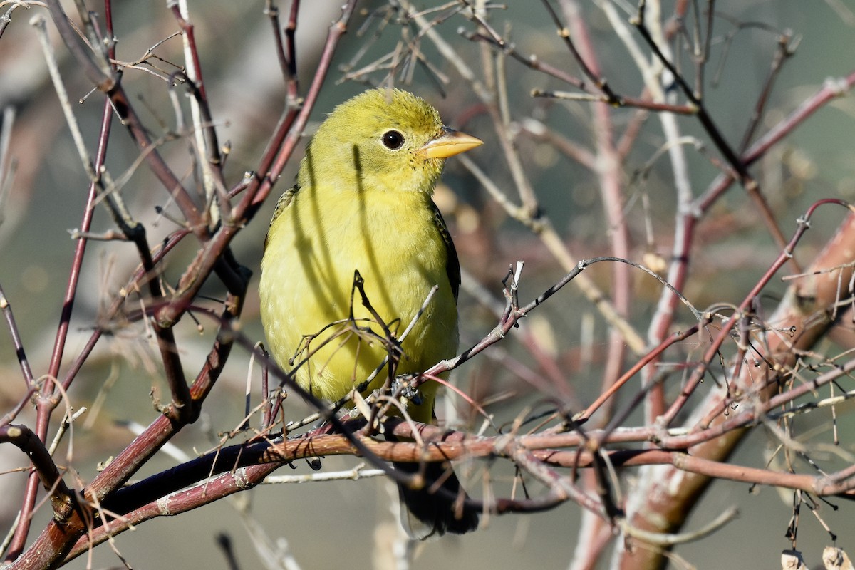 Western Tanager - ML614128317