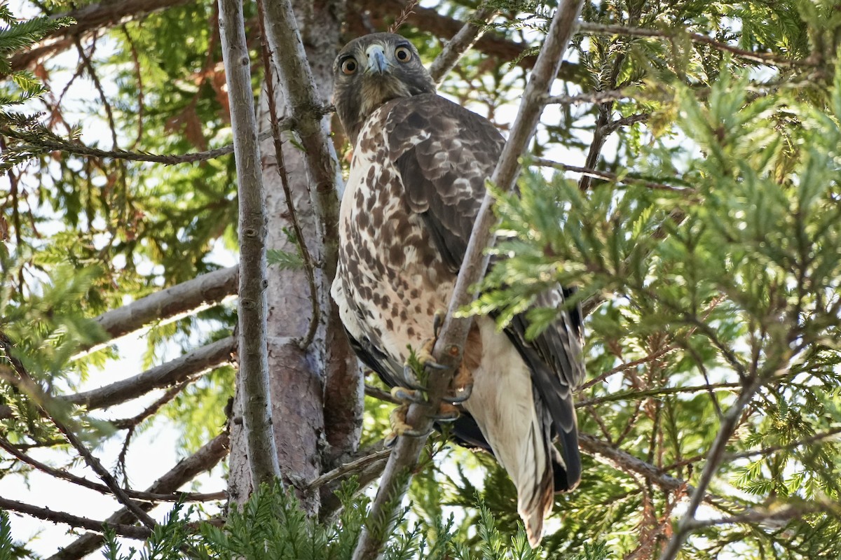Red-tailed Hawk - ML614128324