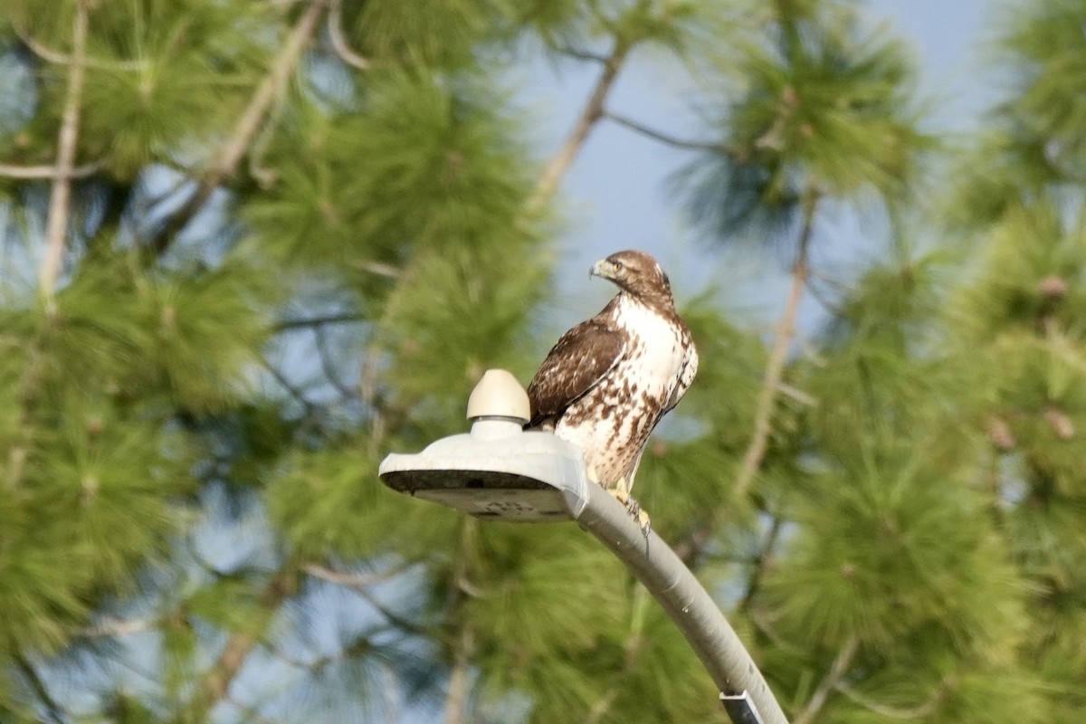 Red-tailed Hawk - ML614128418