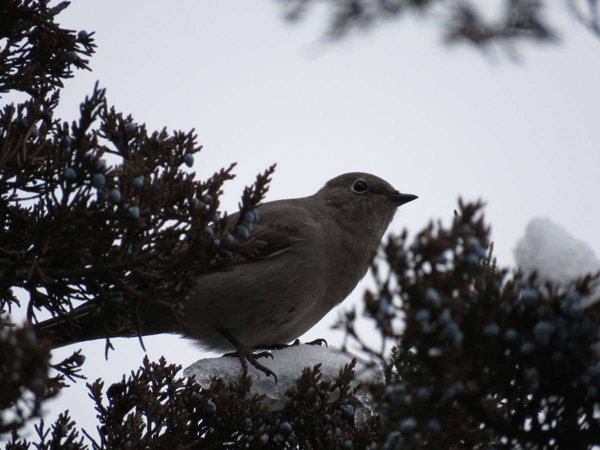 Townsend's Solitaire - ML614128514