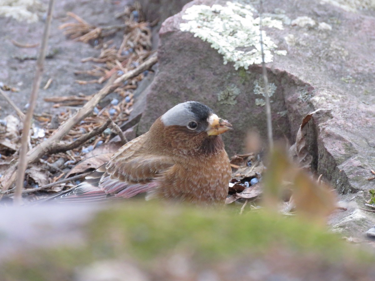 Gray-crowned Rosy-Finch - ML614128522