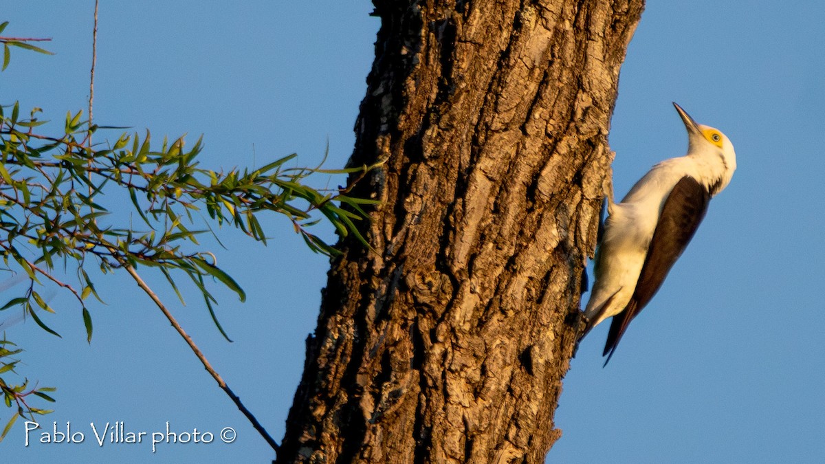 White Woodpecker - ML614128578