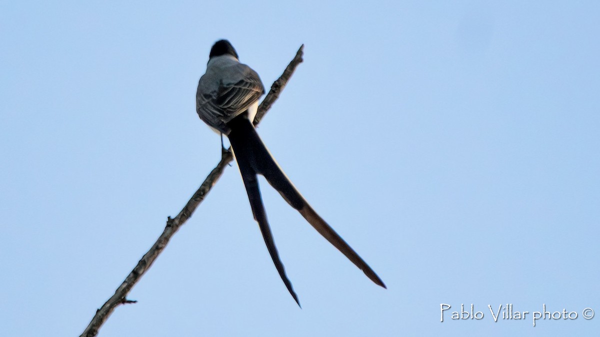 Fork-tailed Flycatcher - Pablo Villar
