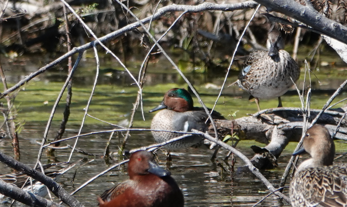 Green-winged Teal - ML614128743