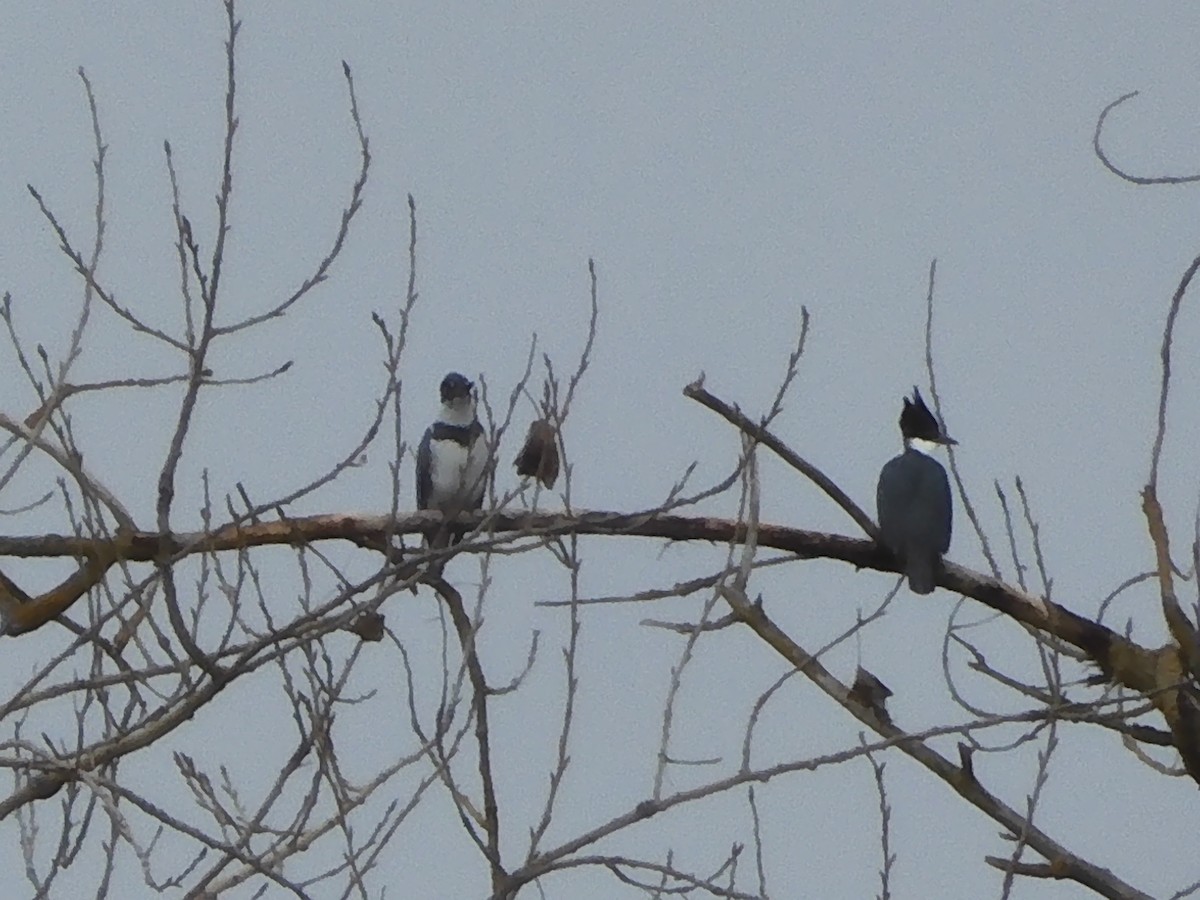 Belted Kingfisher - ML614129124