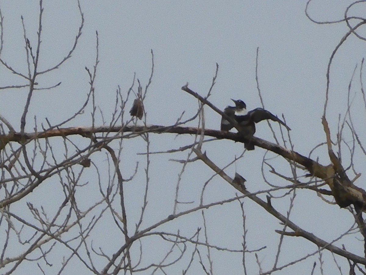 Belted Kingfisher - ML614129166