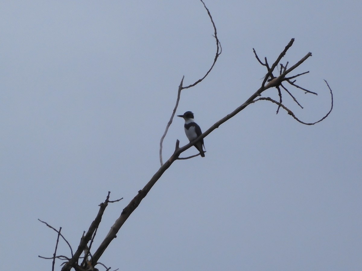 Belted Kingfisher - ML614129178
