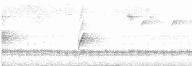 Orthonyx de Temminck - ML614129180