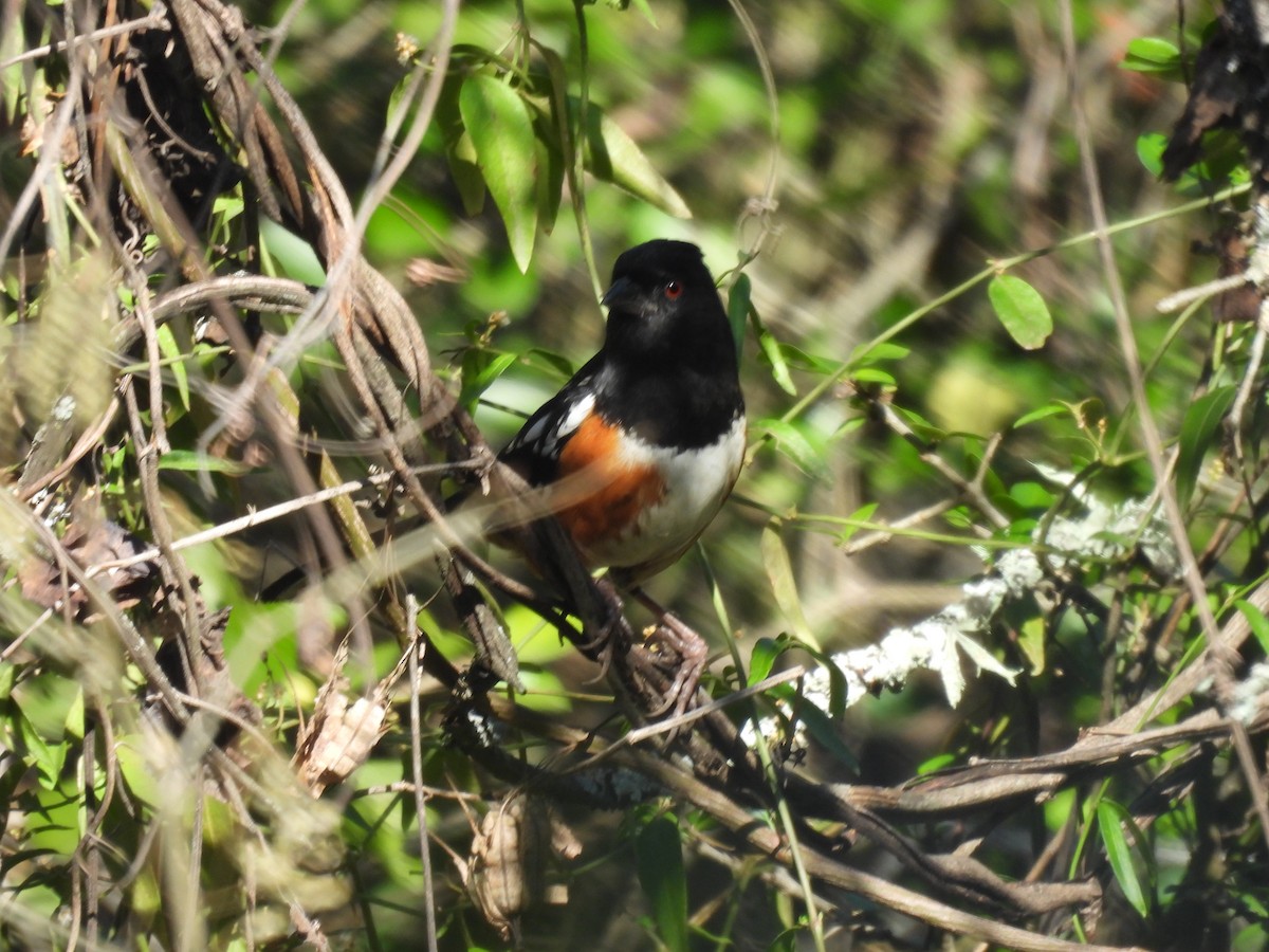 Spotted Towhee - ML614129379