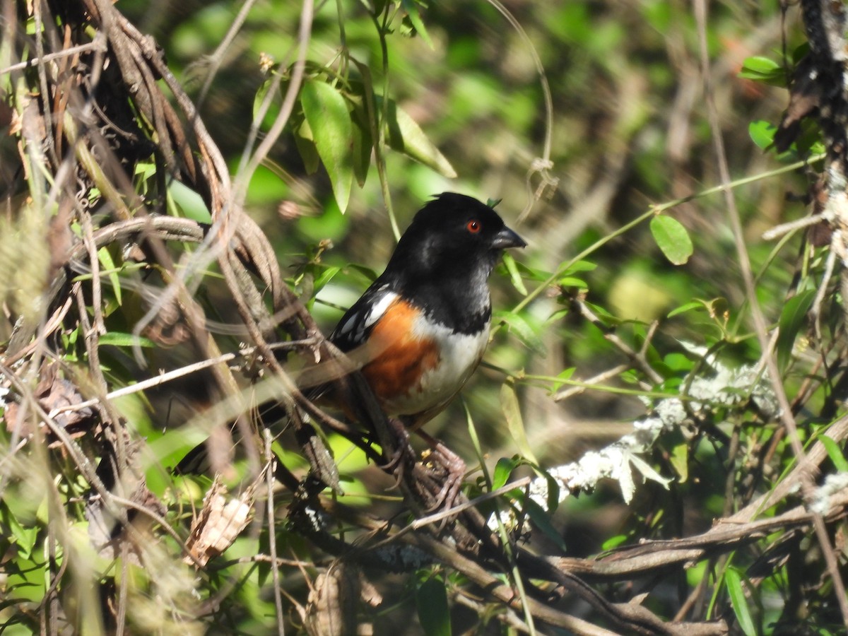 Spotted Towhee - ML614129380