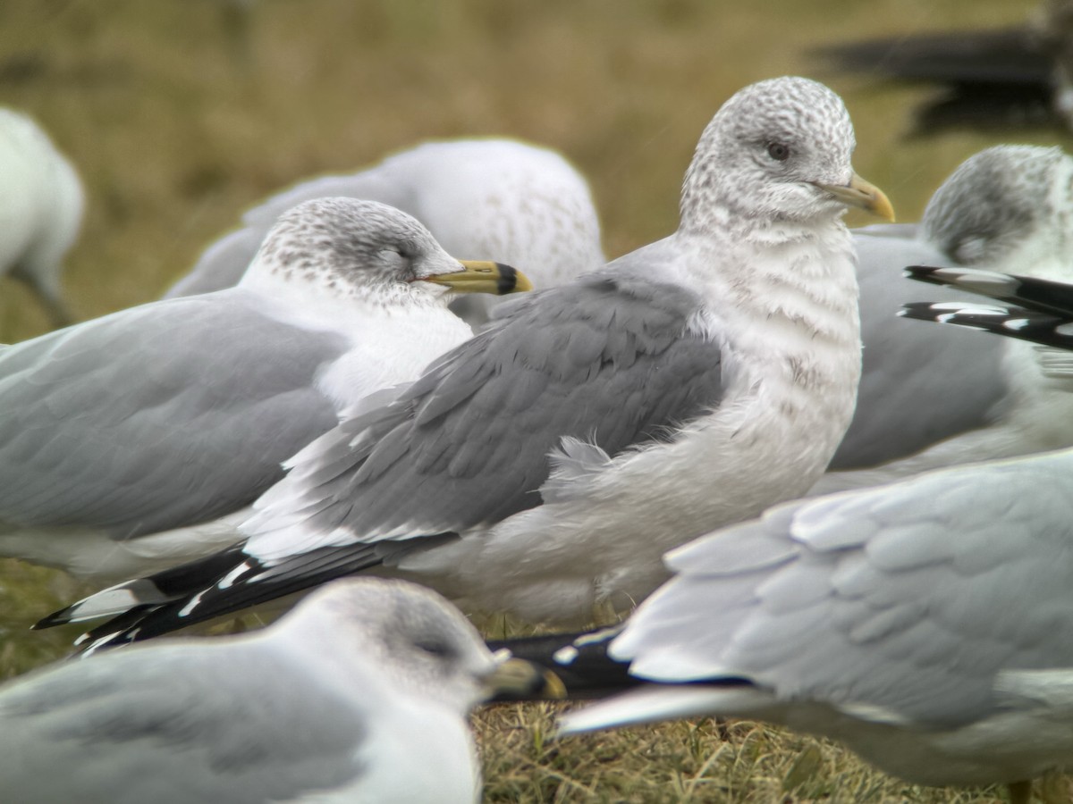 Common Gull (Kamchatka) - Nathan Dubrow