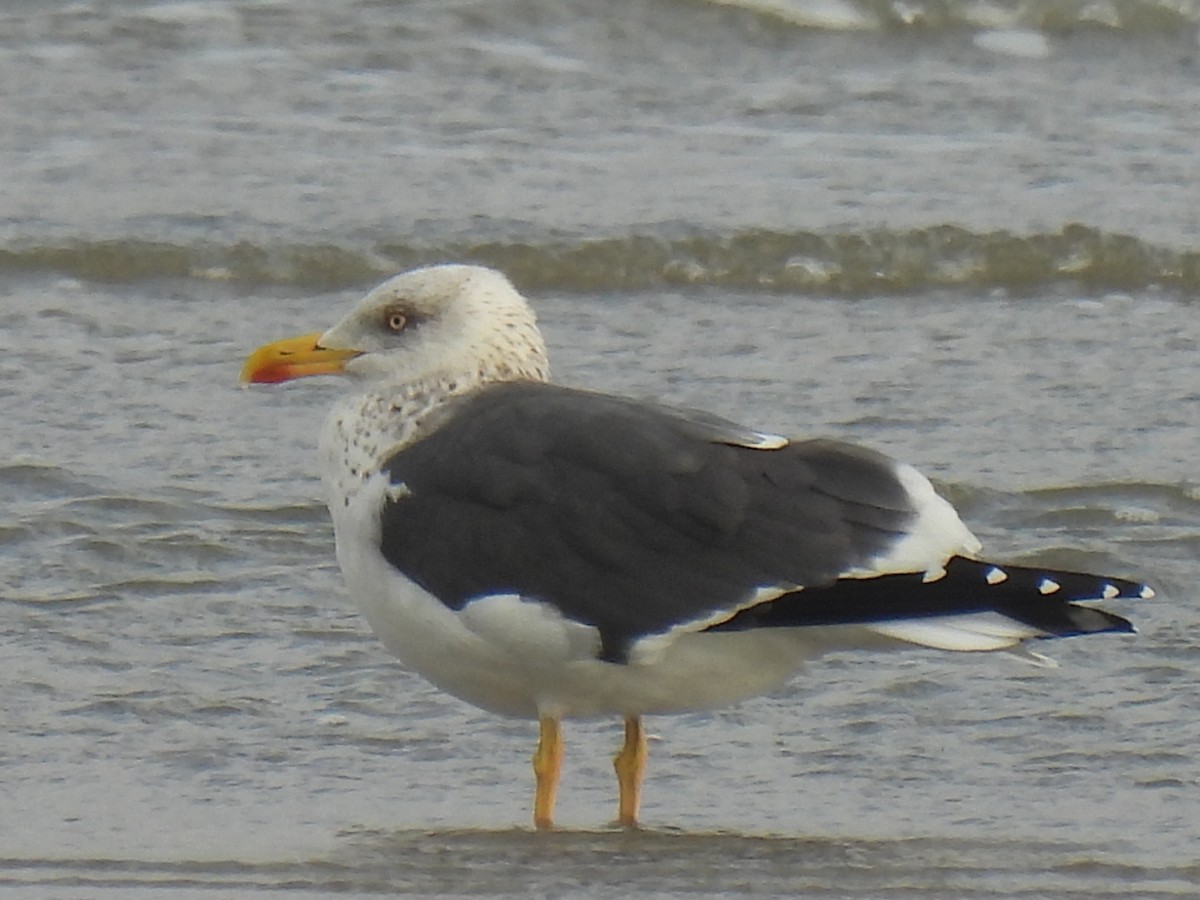 EBird Checklist 27 Jan 2024 East End Lagoon Nature Preserve 14