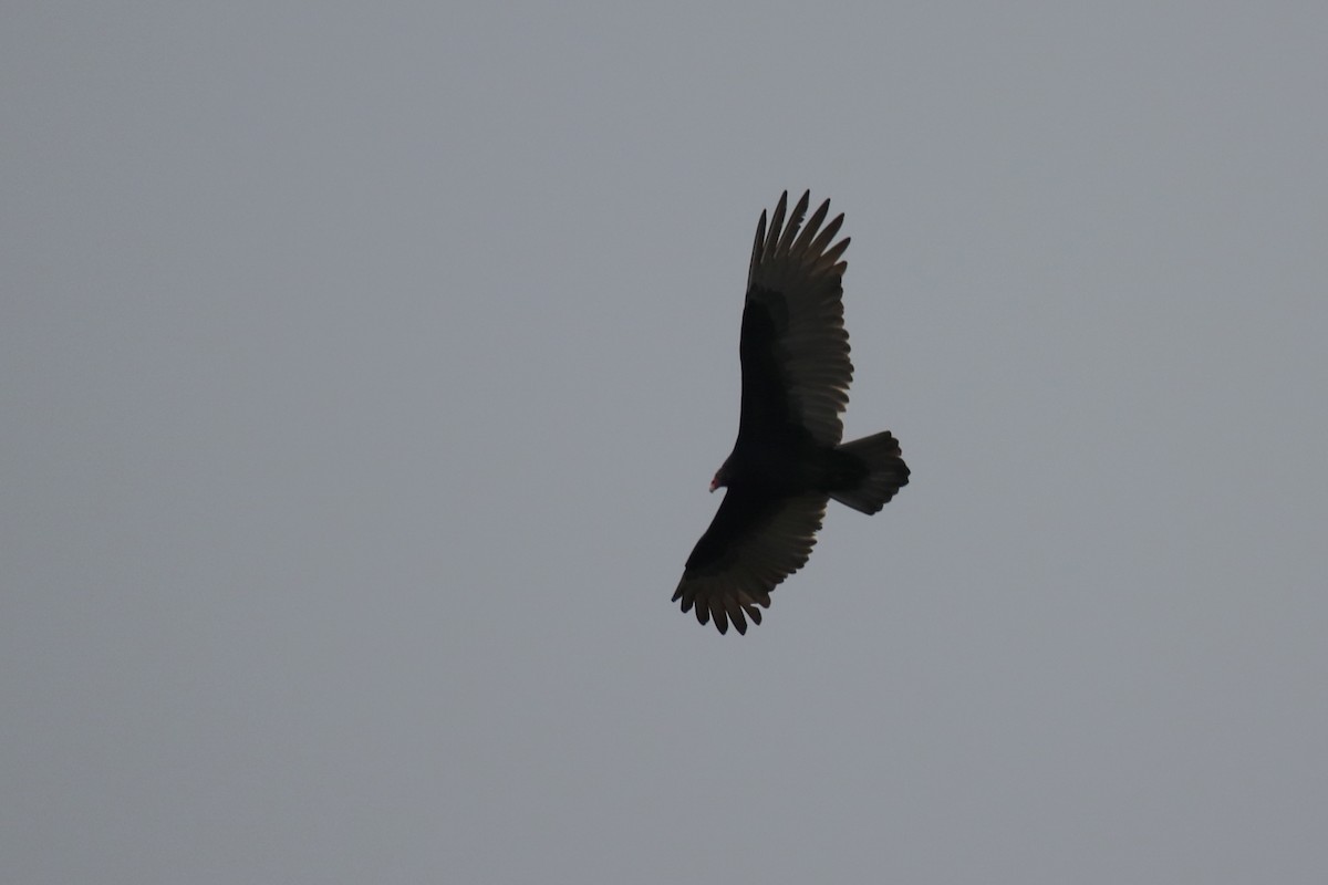 Turkey Vulture - ML614129730