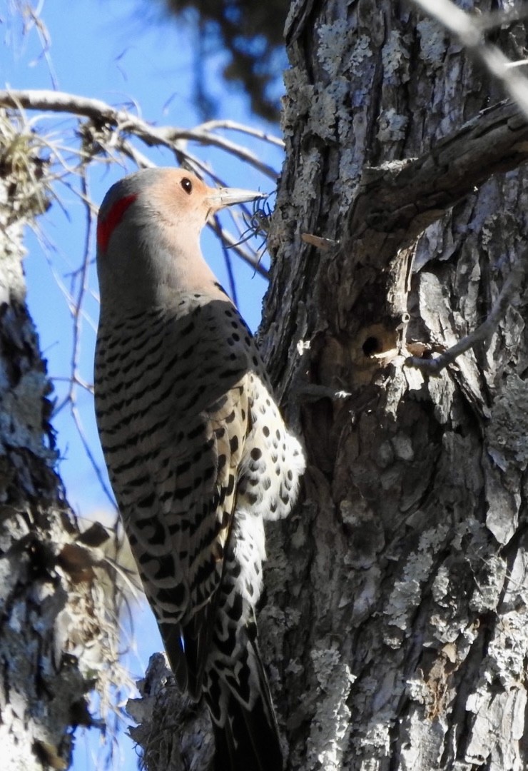 Northern Flicker (Yellow-shafted) - ML614129742