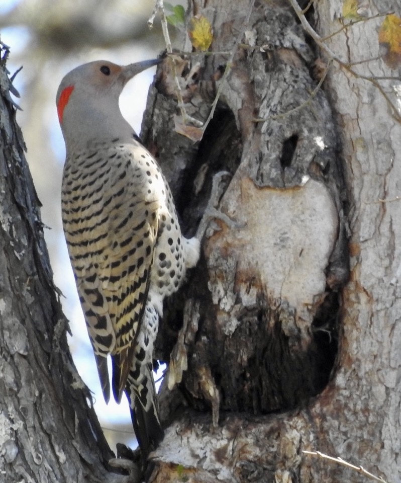 Northern Flicker (Yellow-shafted) - ML614129743