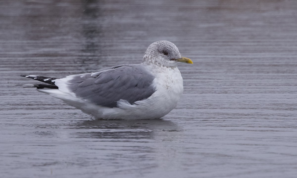 Common Gull (Kamchatka) - Miles Brengle