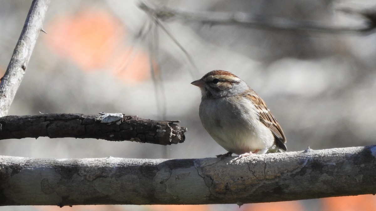 Chipping Sparrow - ML614129805