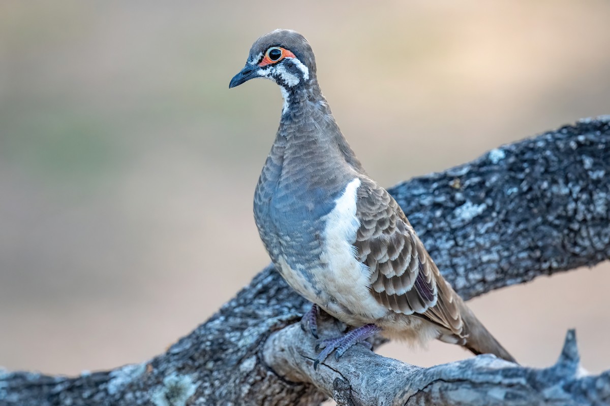 Squatter Pigeon - James Hoagland