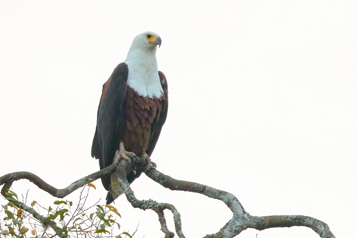African Fish-Eagle - ML614129935
